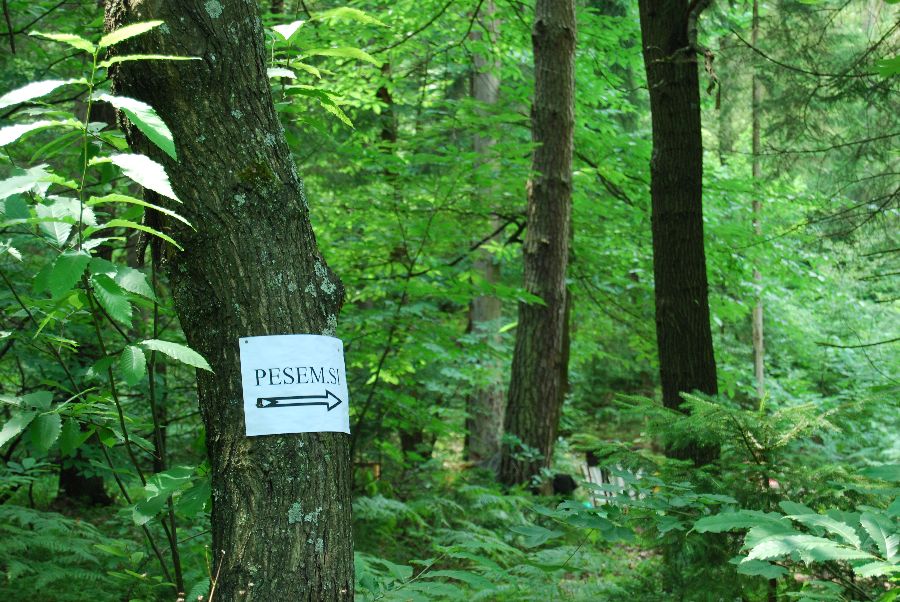 Napis v gozdu
